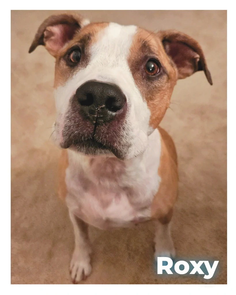 A female mixed breed dog looking up sweetly