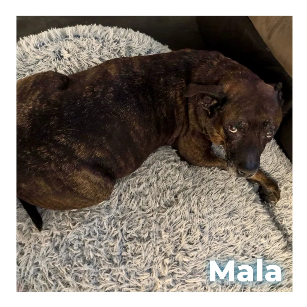 A strong and loving Rottweiler-Pitbull mix resting peacefully