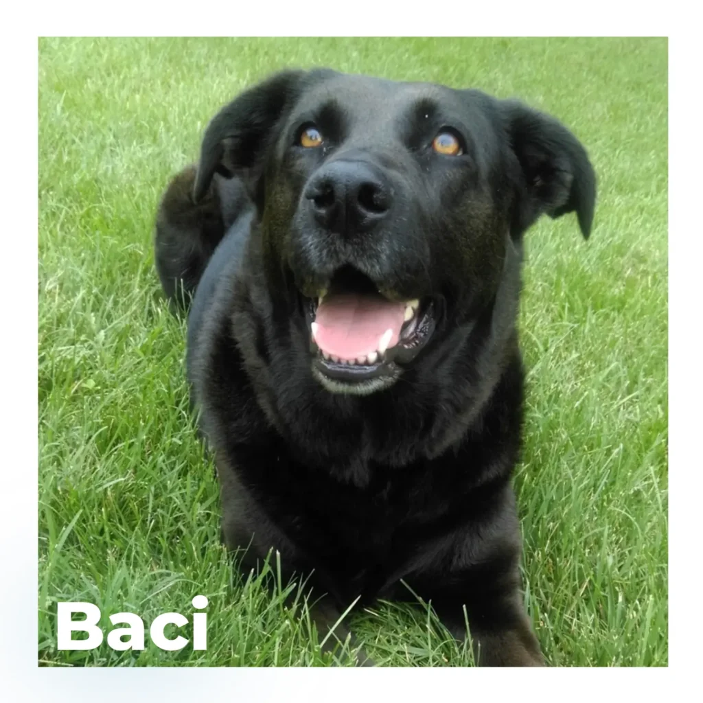 A female Shepherd-Lab mix