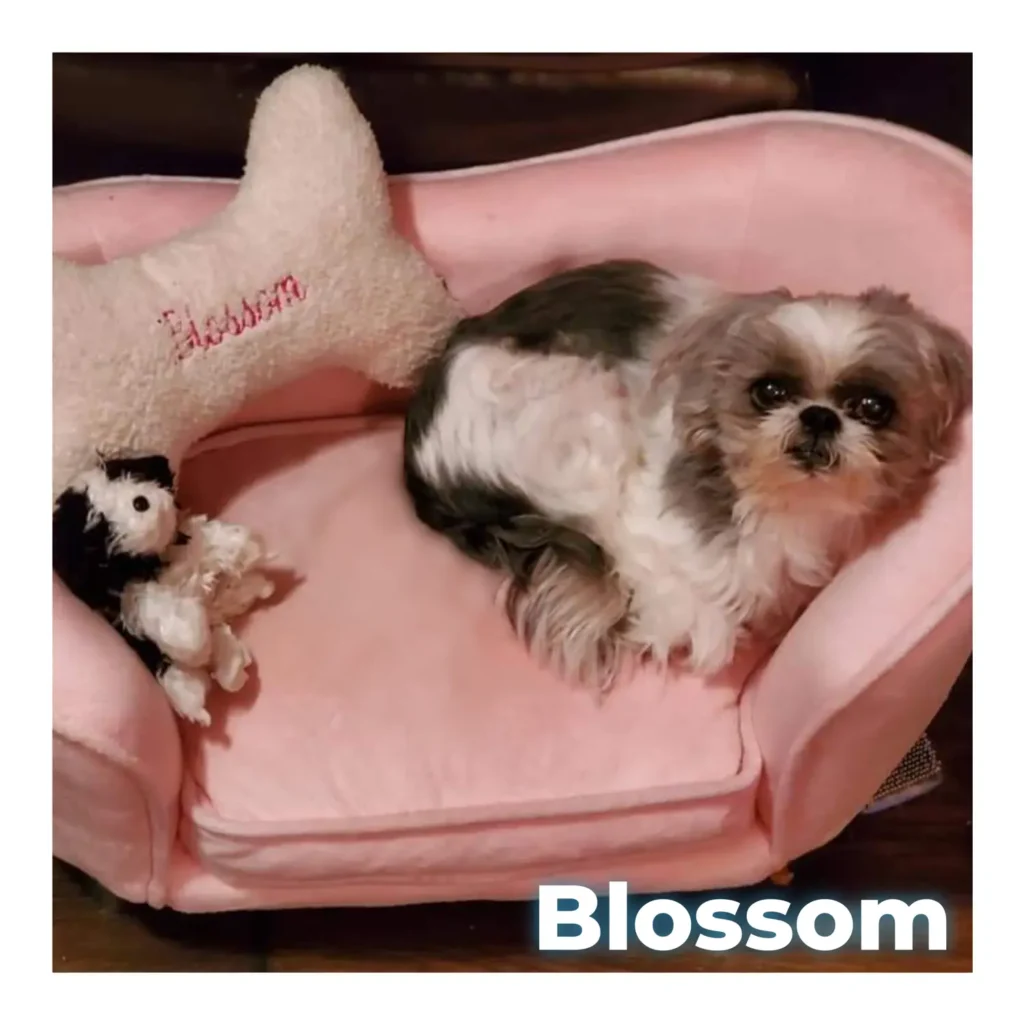 A female Shih Tzu lying on a pink dog bed