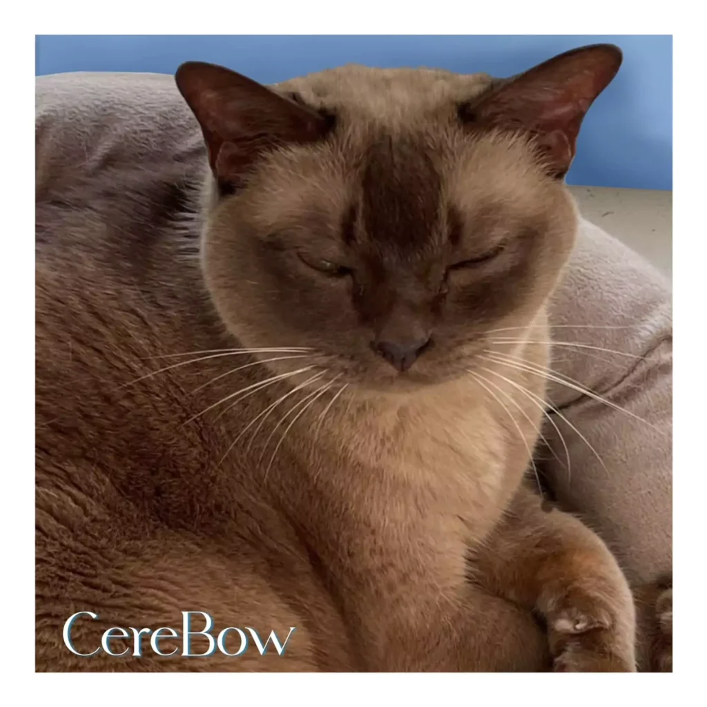 Female Siamese cat resting in her bed, memorialized by HolisticalVets following a gentle in-home euthanasia service in South Jersey.