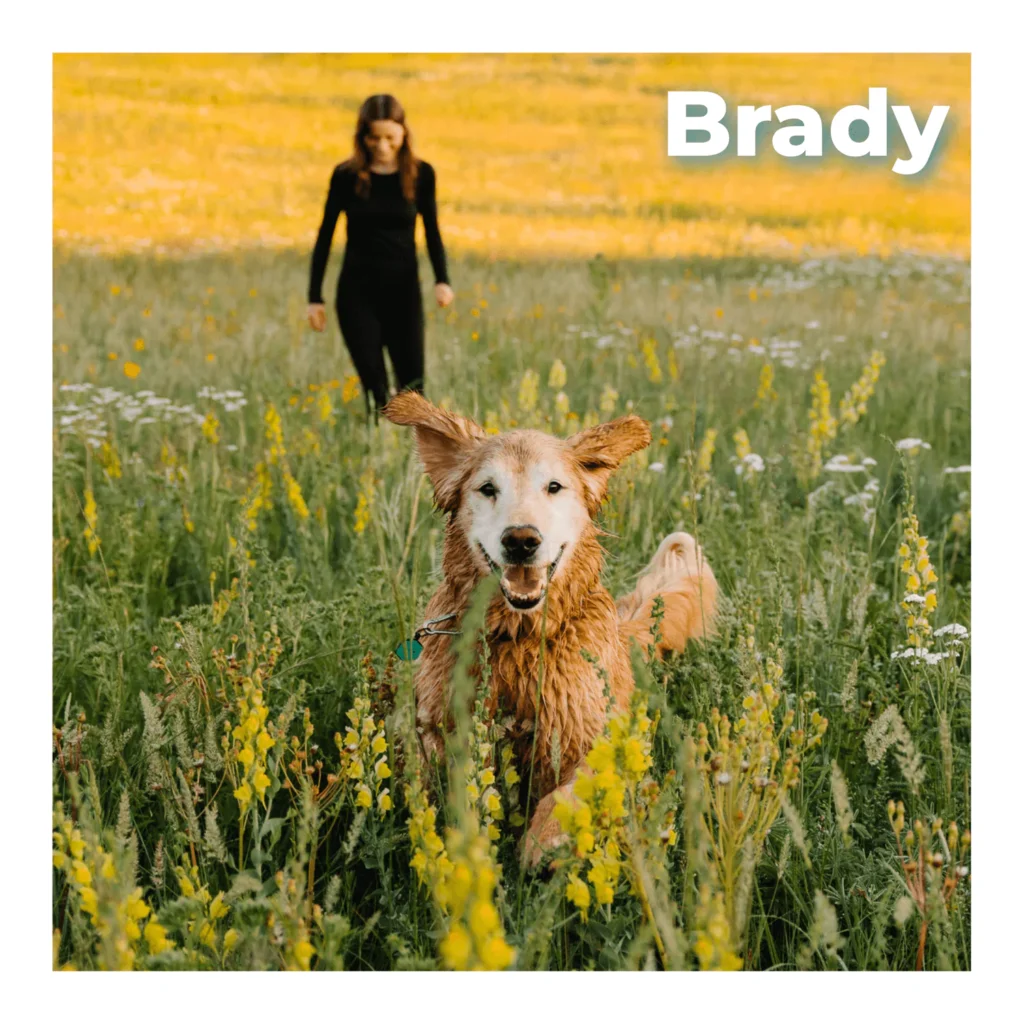 Golden Retriever running joyfully through the grass, remembered by HolisticalVets after receiving compassionate in-home euthanasia care in Central Jersey.