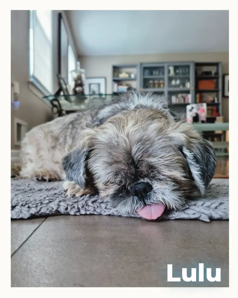 A gray female Shih Tzu lying peacefully