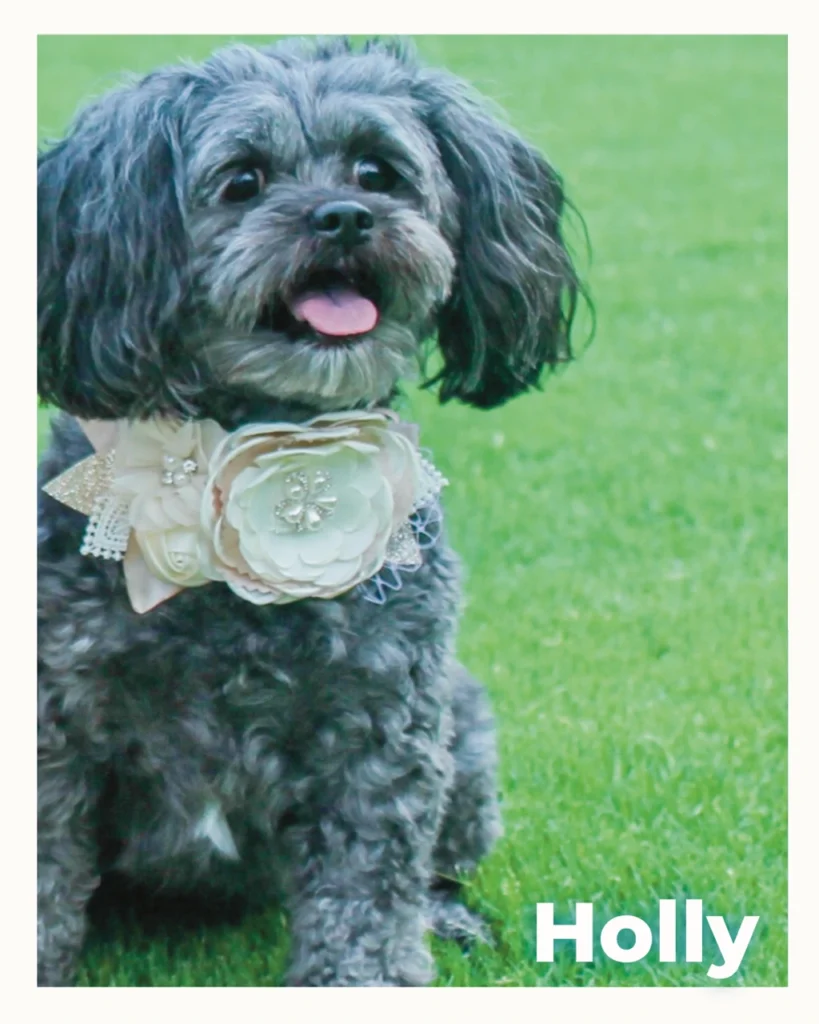A gray female Shih Tzu-Poodle mix outside