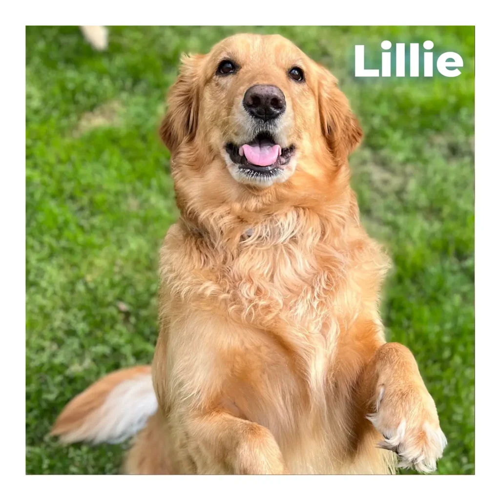 A happy female Golden Retriever with a warm expression