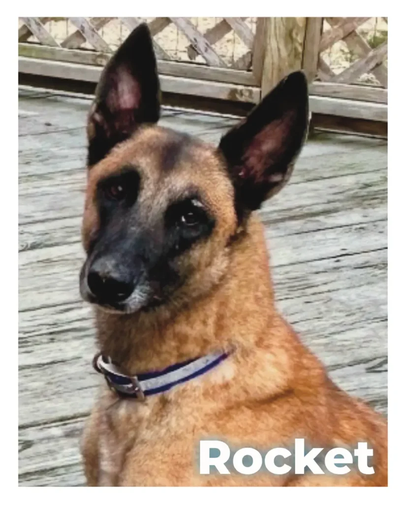 A male Belgian Malinois