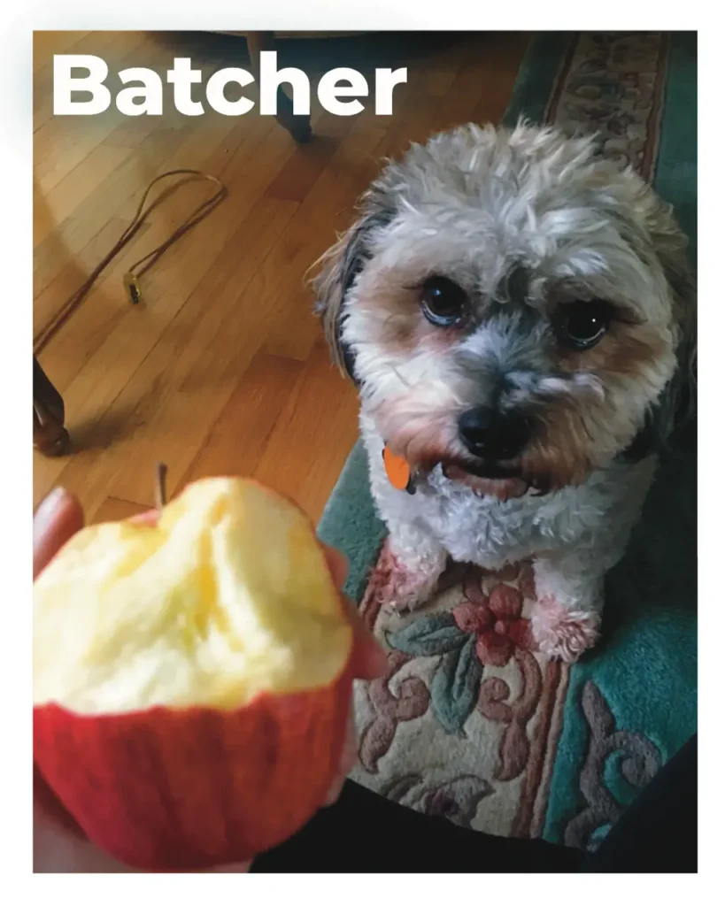 A male Bichon-Poodle mix
