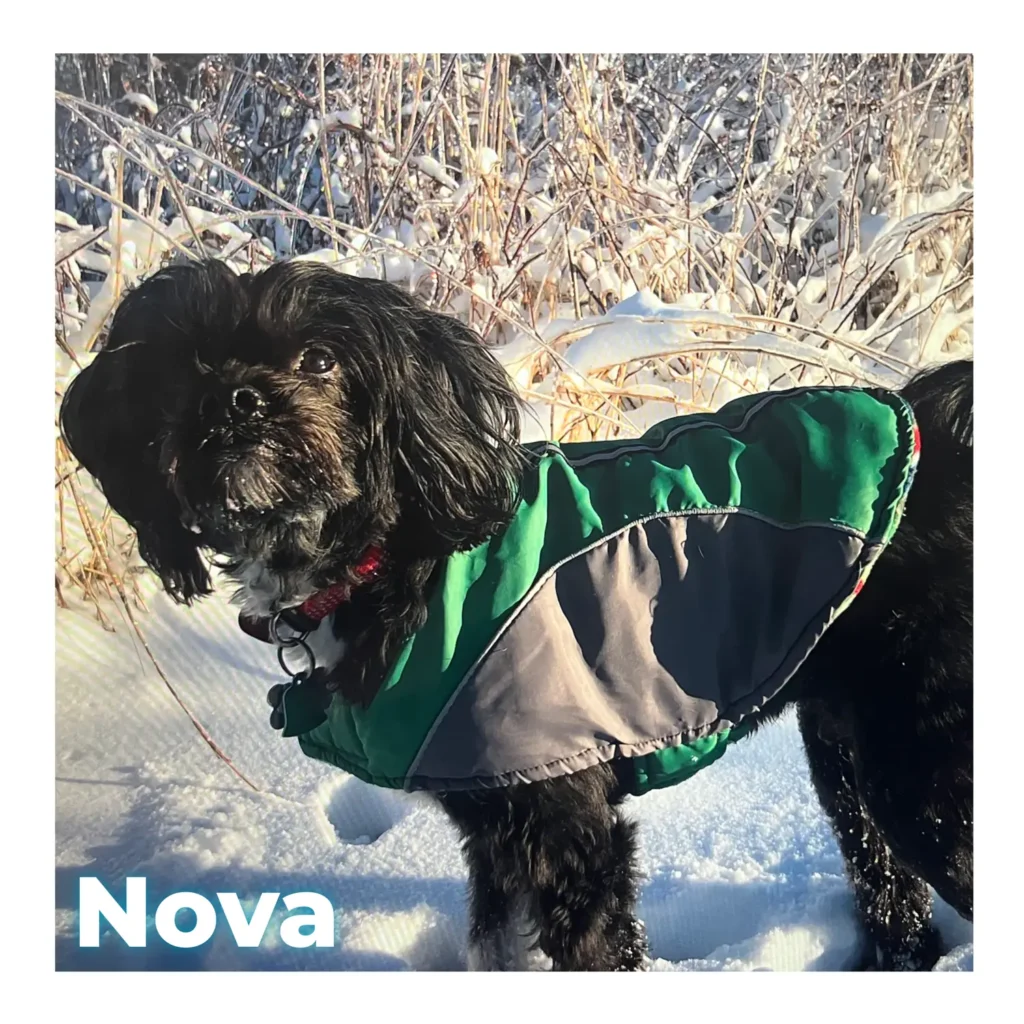 A male black poodle mix standing in the snow