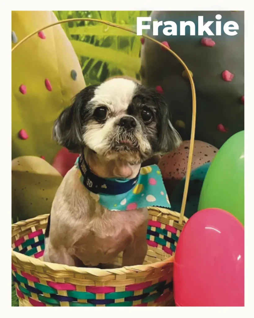 A male black and white Shih Tzu