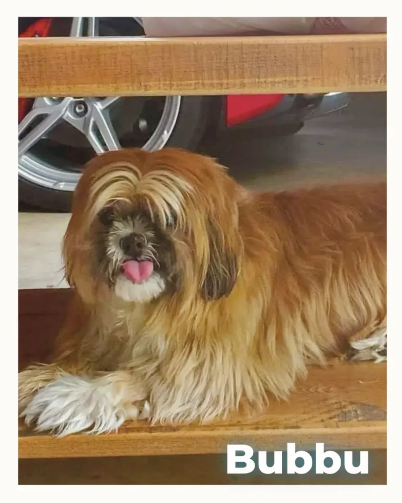 A brown and white male Shih Tzu