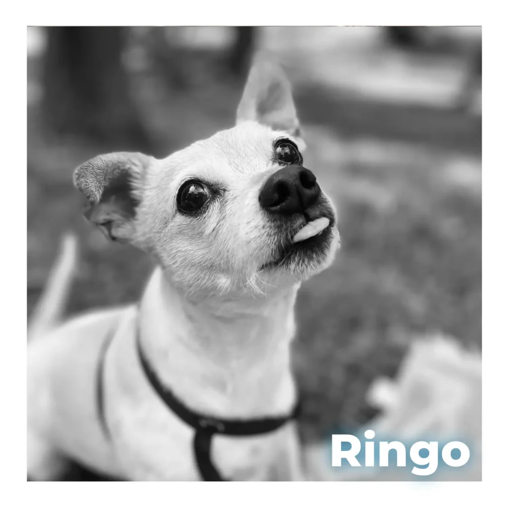 A male Chihuahua looking up