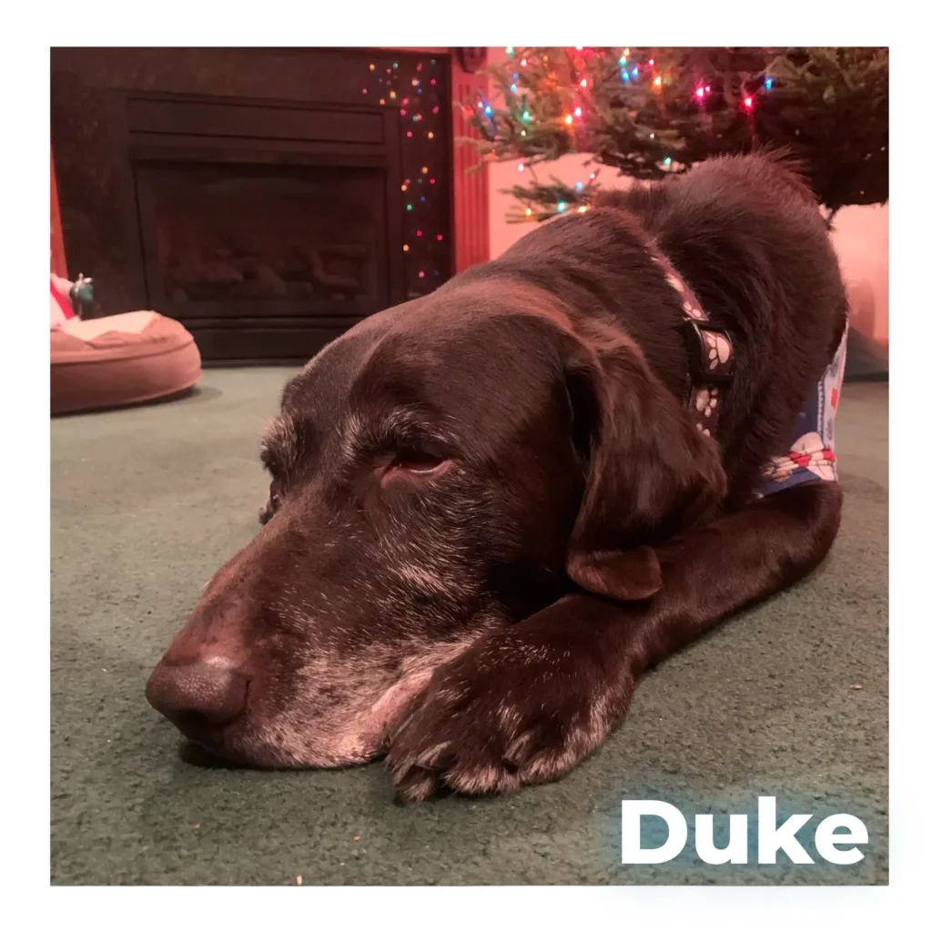 A male Chocolate Labrador resting calmly