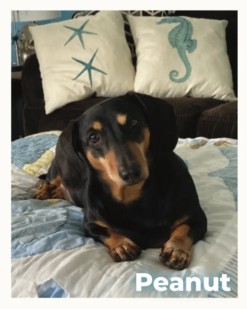 A male Dachshund looking gently at the camera