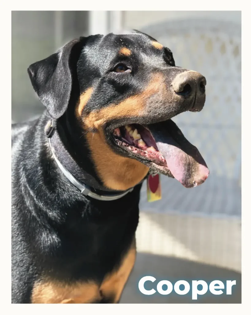 A male Doberman mix