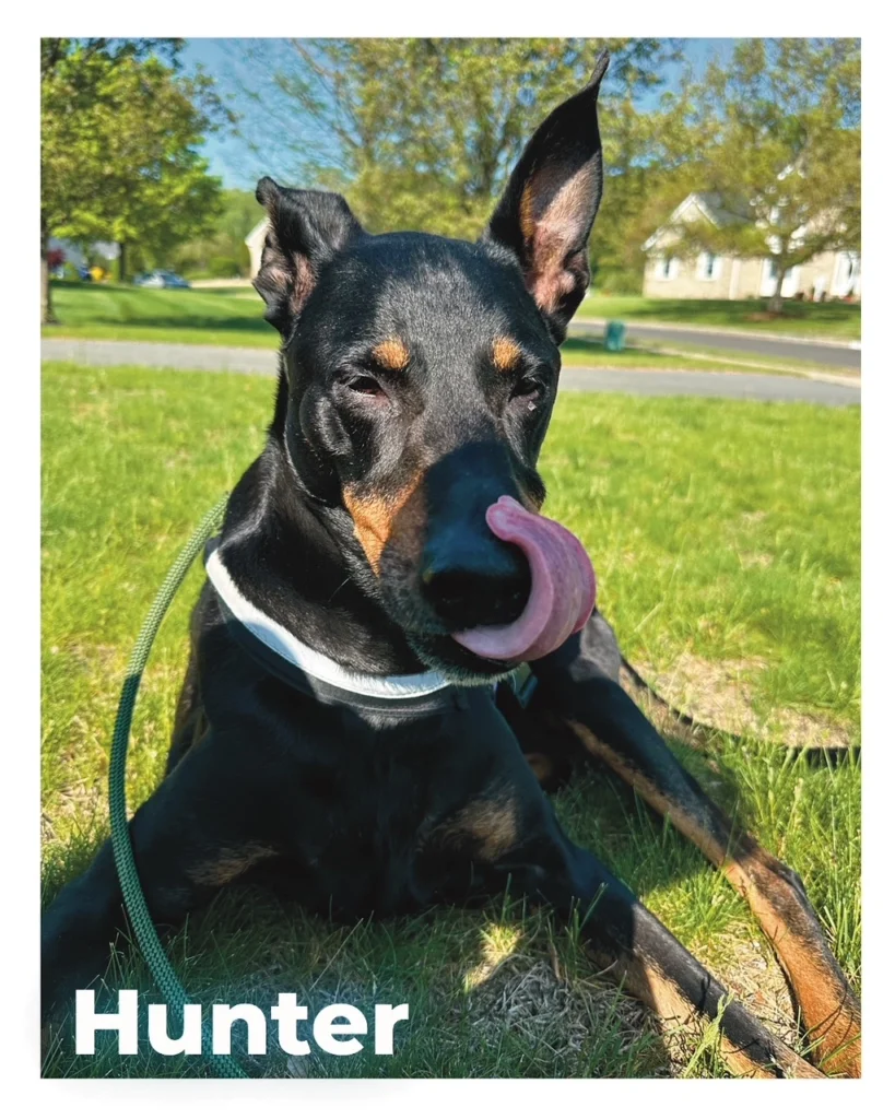 A male Doberman outdoors