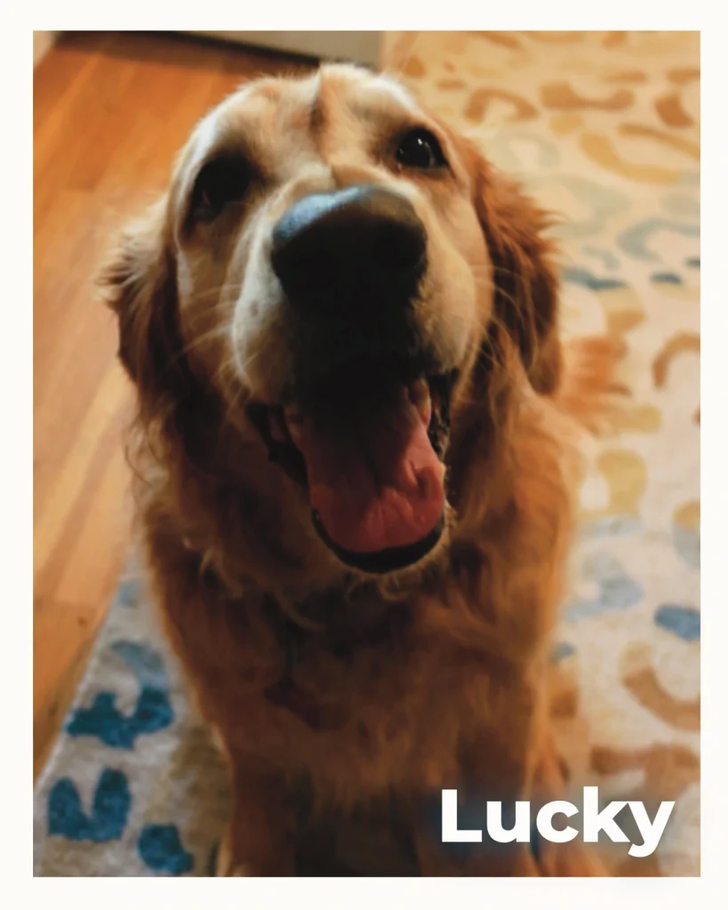 A male Golden Retriever gazing warmly at the camera