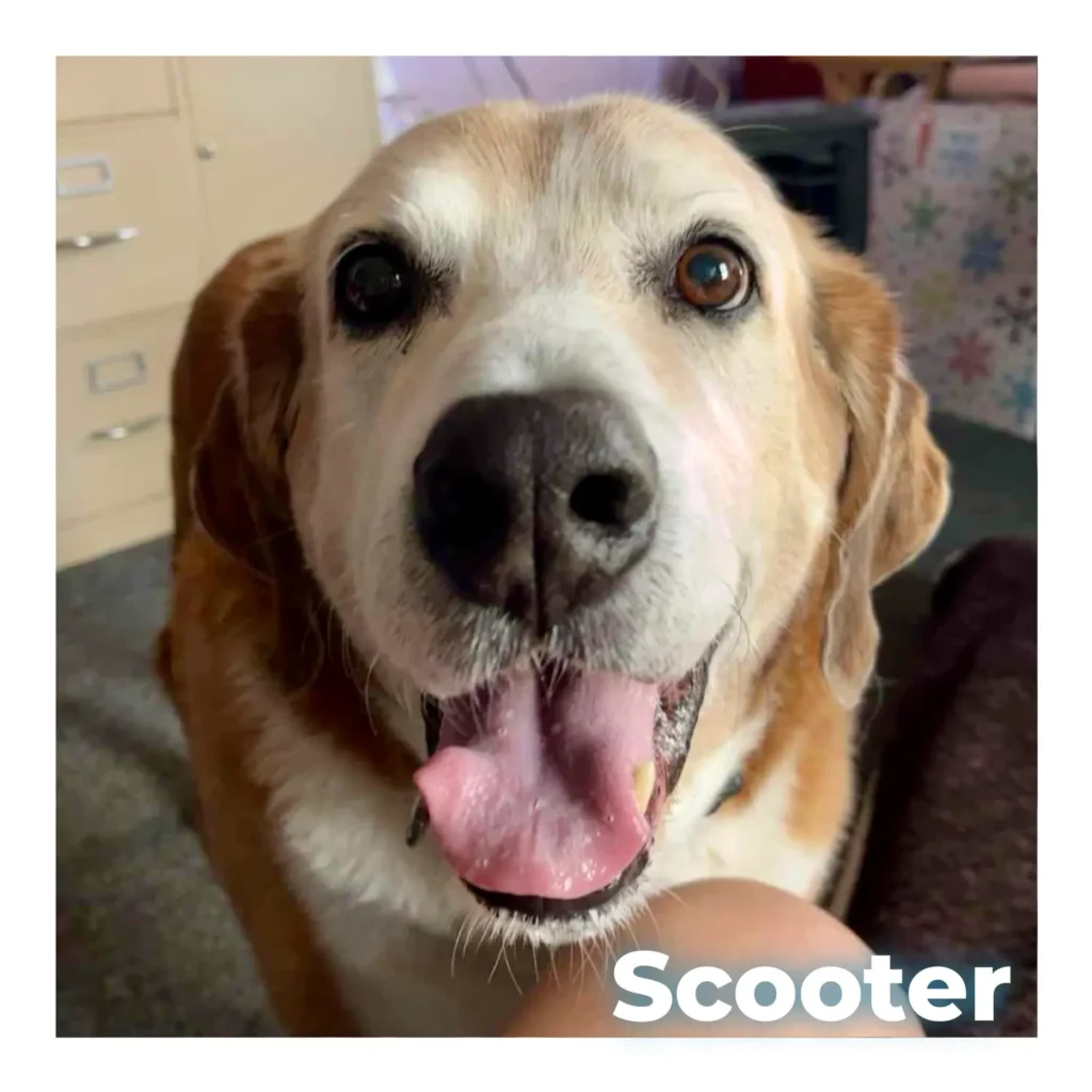 A Labrador and Beagle mix looking at the camera