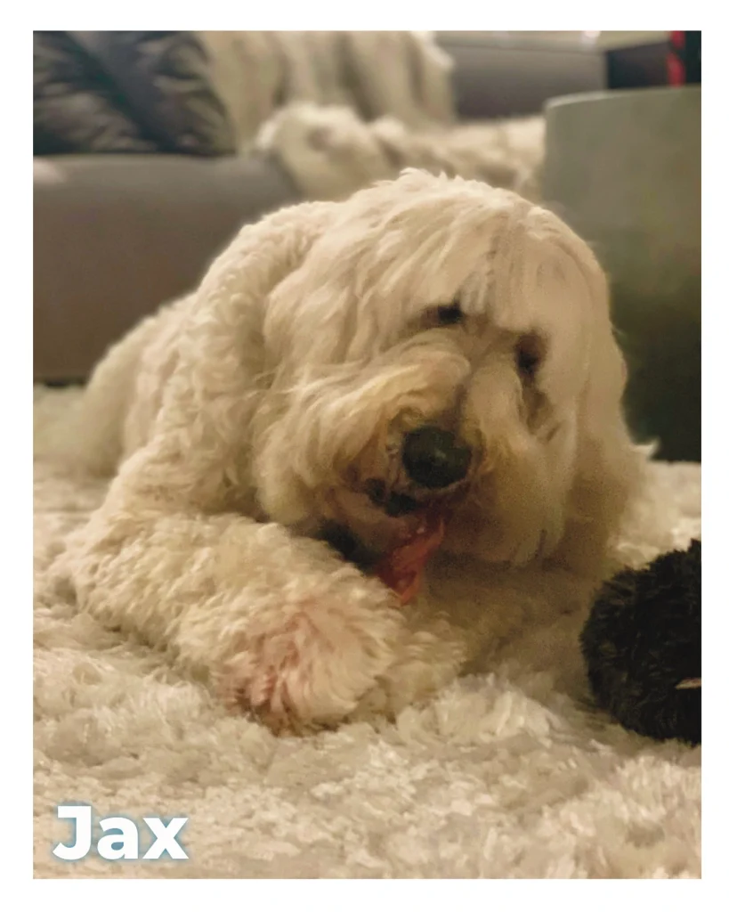A male Labradoodle relaxing softly