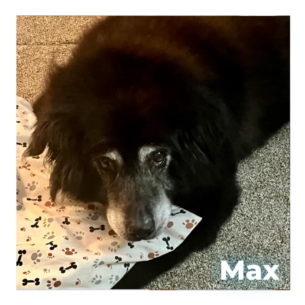A male Labrador Retriever resting peacefully