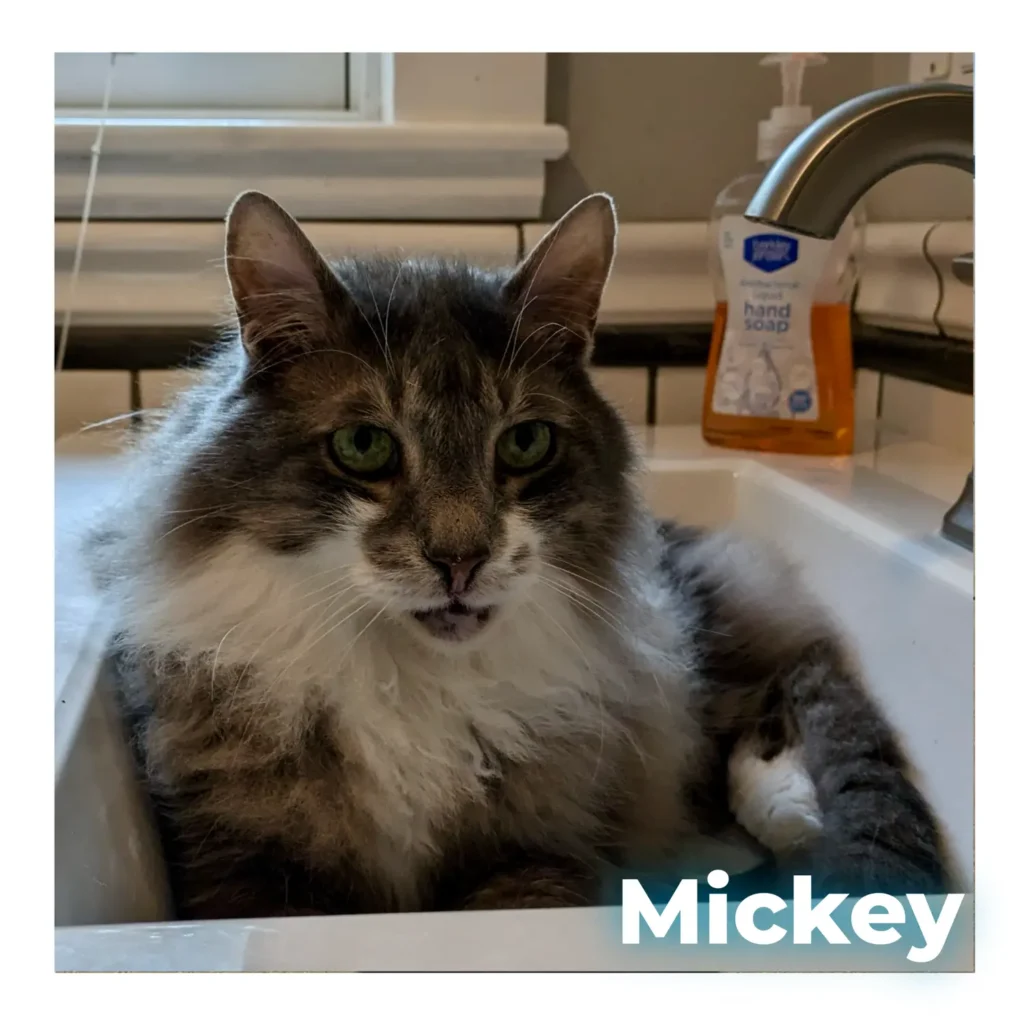 A long-haired male cat resting softly
