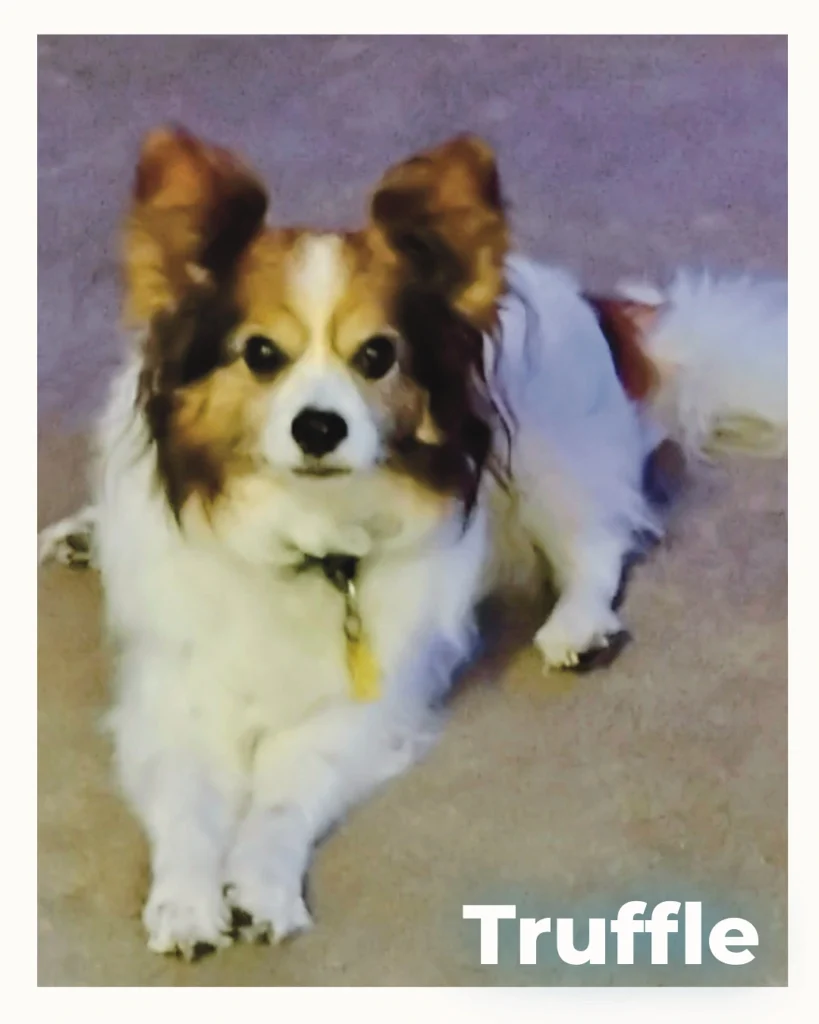 A male Papillon resting gently