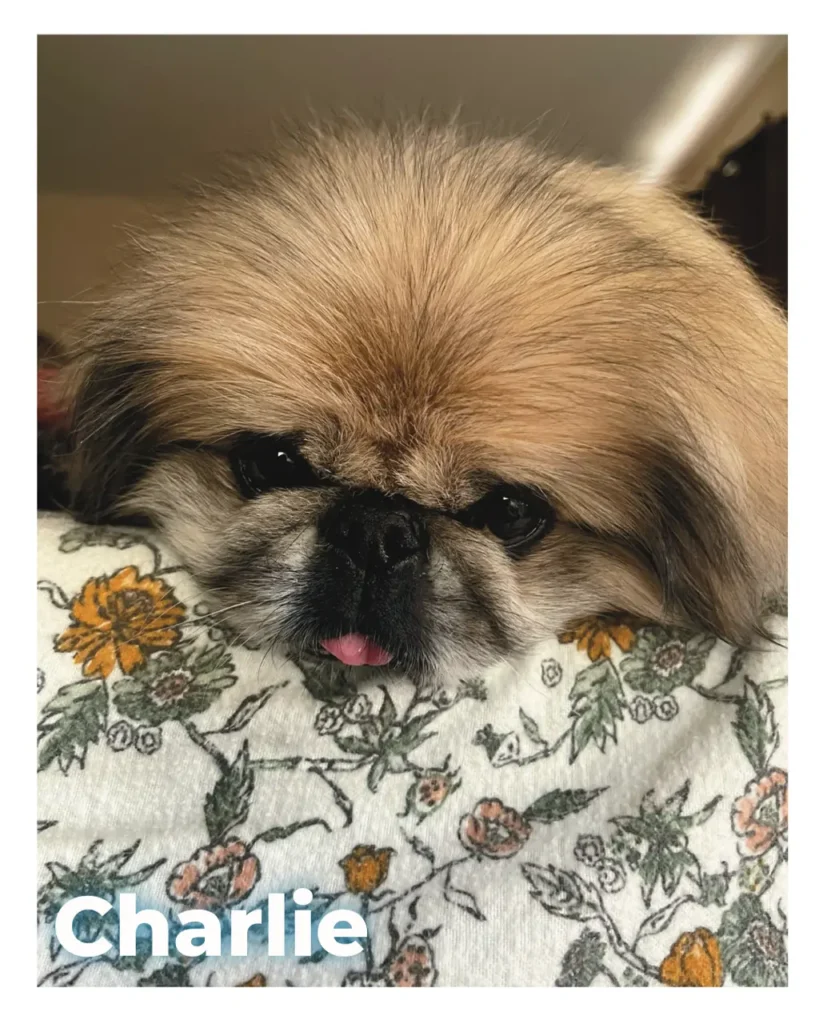 A male Pekingese resting gently