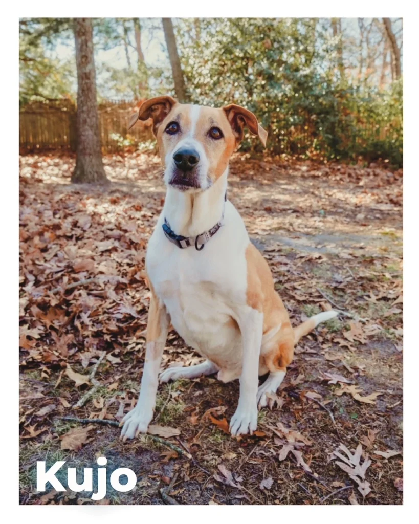 A male Pitbull-Boxer mix