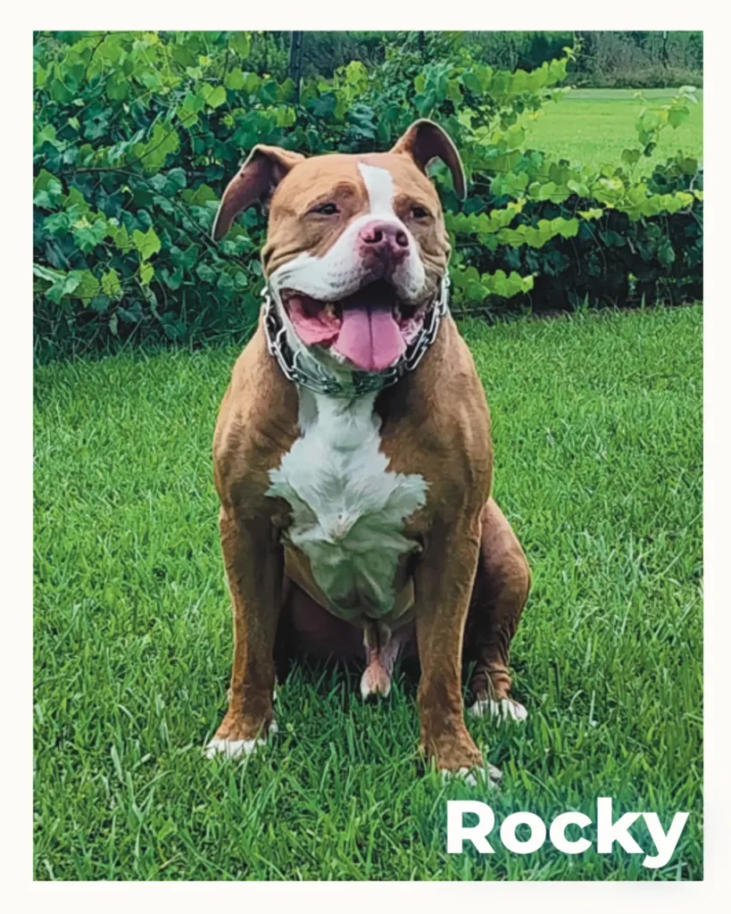 A male Pitbull sitting outside