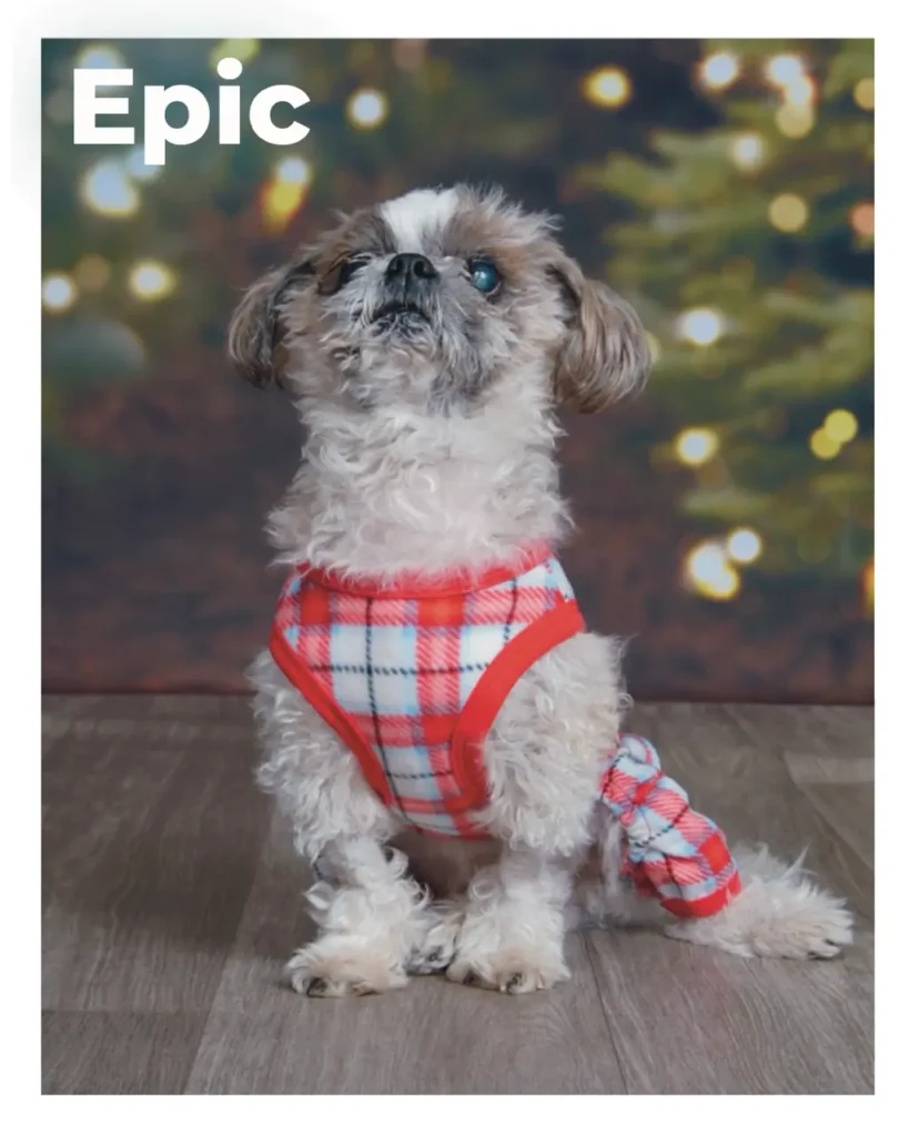 A male Shih Tzu surrounded by Christmas decorations