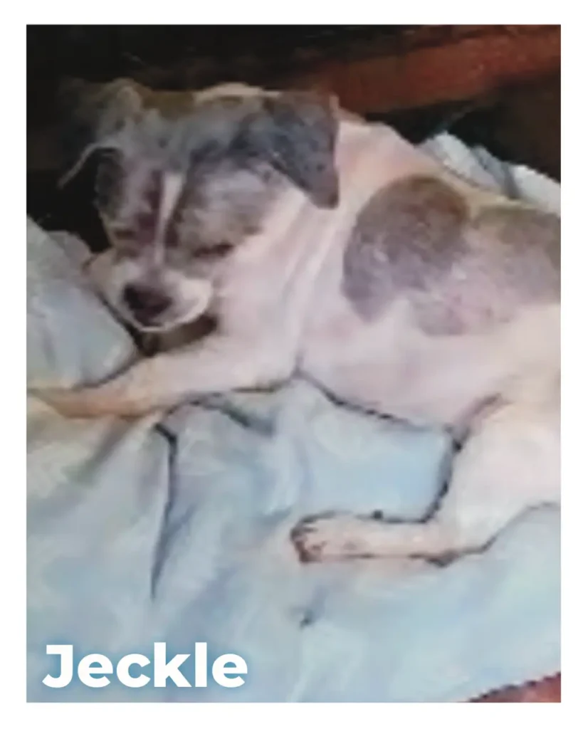 A male Shih Tzu laying down calmly