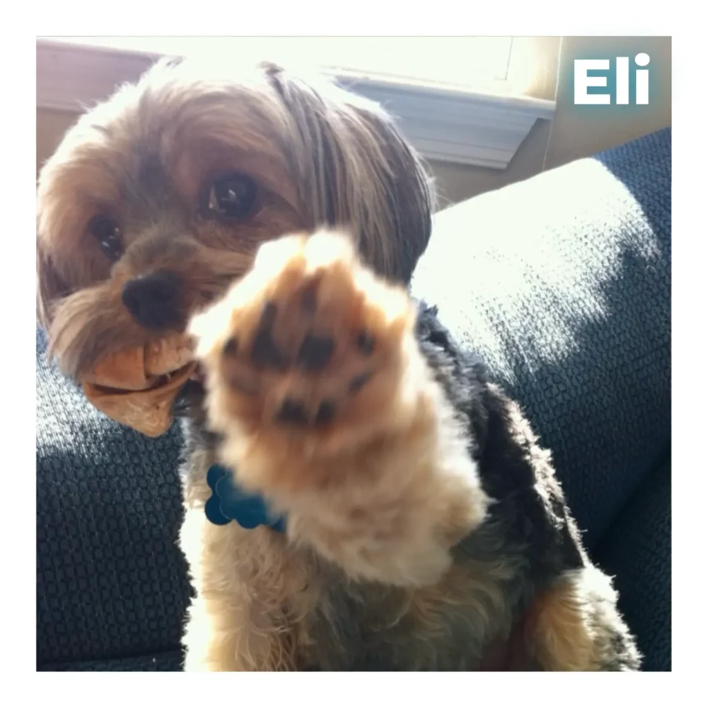 A male Yorkie lifting his paw and looking at the camera