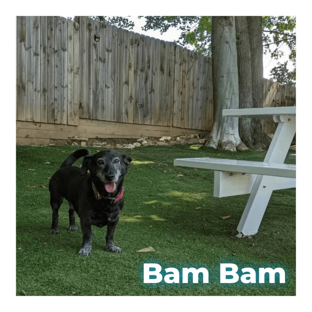 A medium black mixed breed dog standing calmly outside