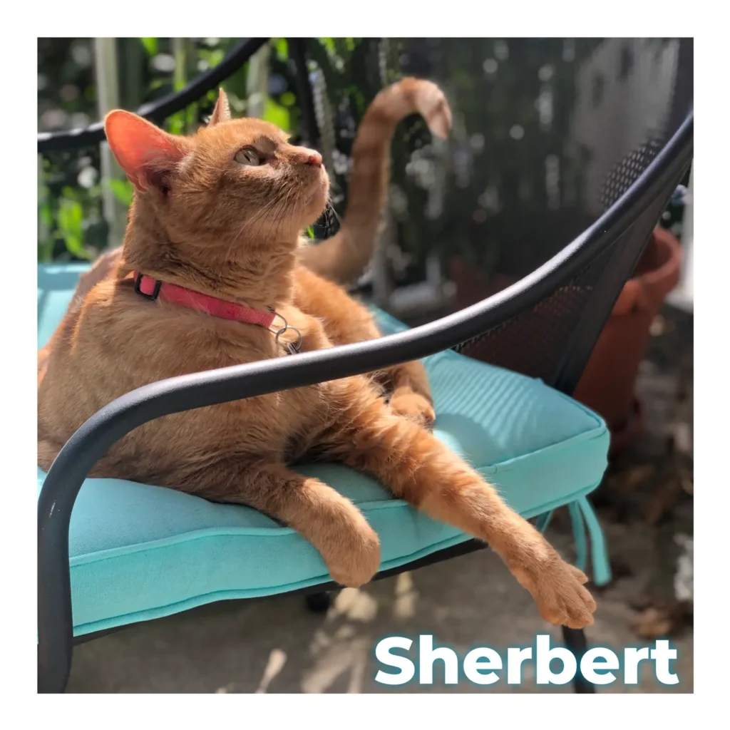 An orange cat lounging comfortably on an outdoor chair