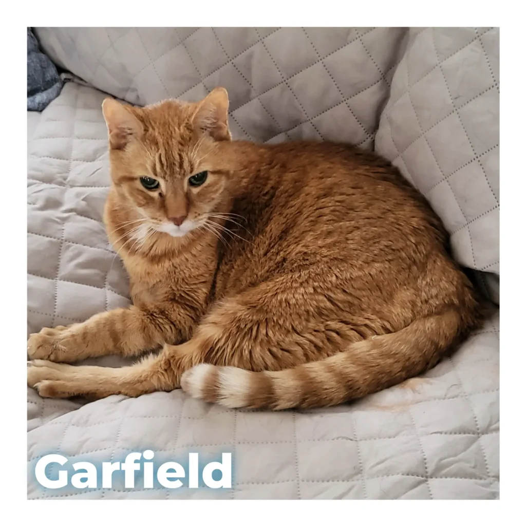 An orange male cat relaxing peacefully