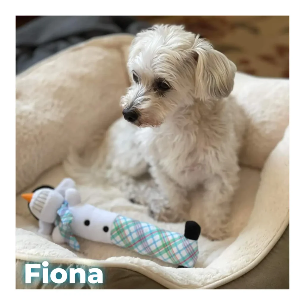 A small white dog sitting softly in a dog bed