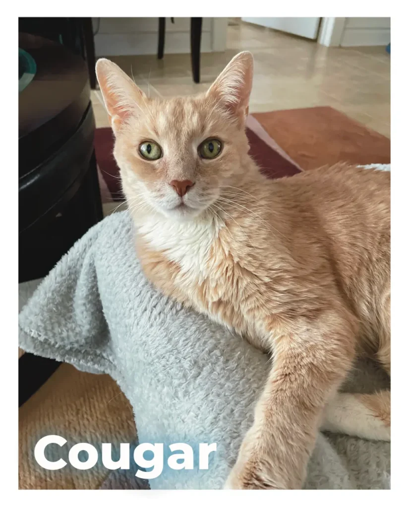 A tan male cat resting calmly