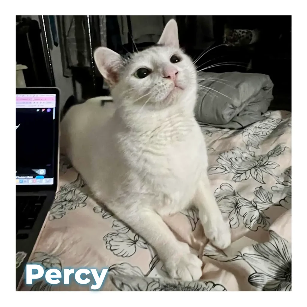 A white male cat resting quietly