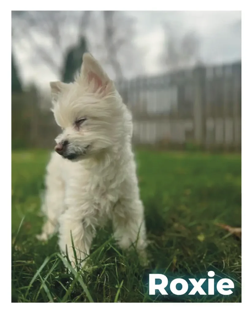 A small white mixed breed dog outside