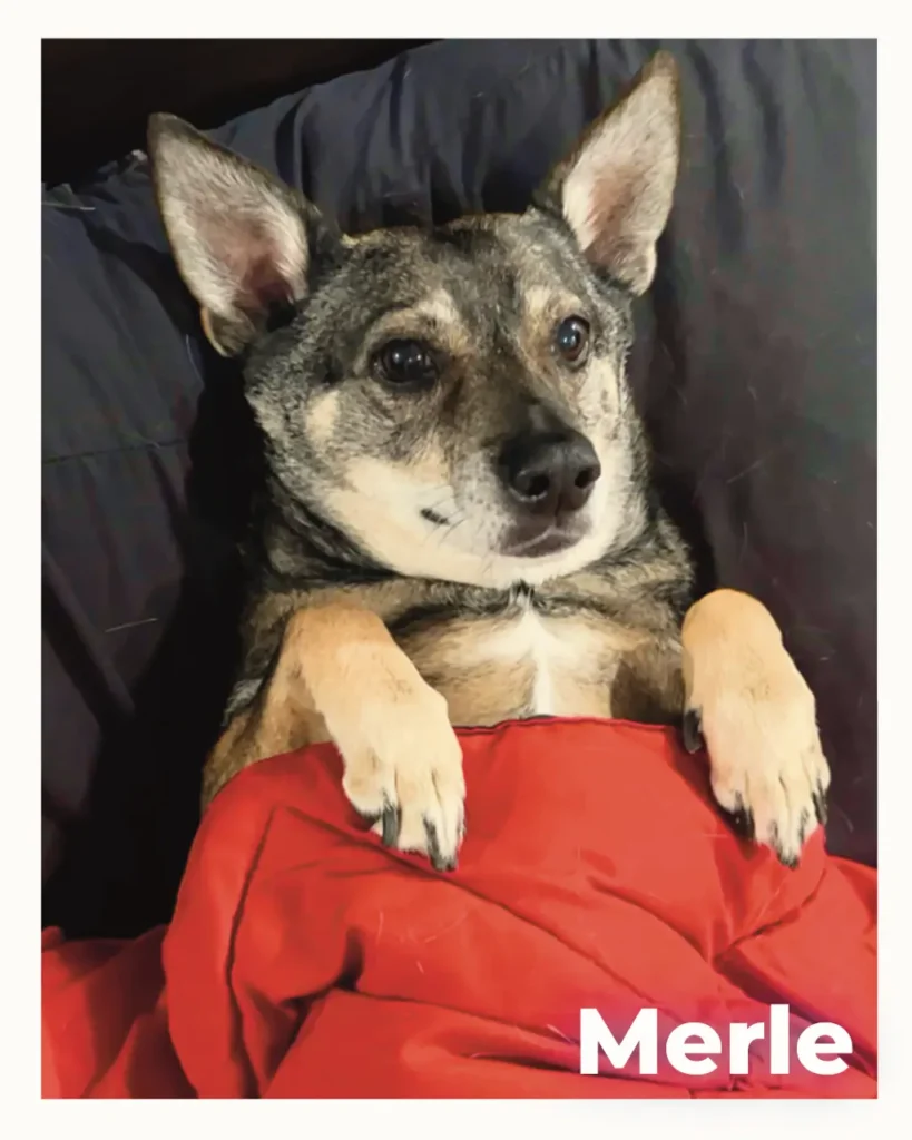 A beloved dog under a blanket