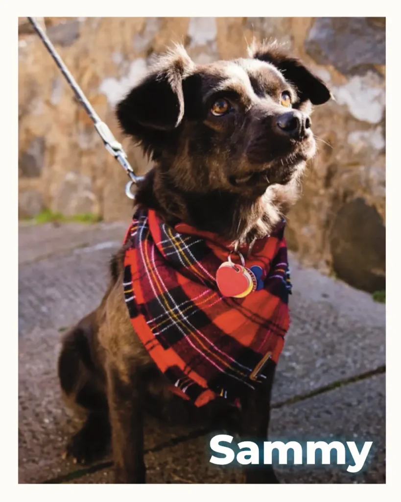 Beautiful chow mix outside