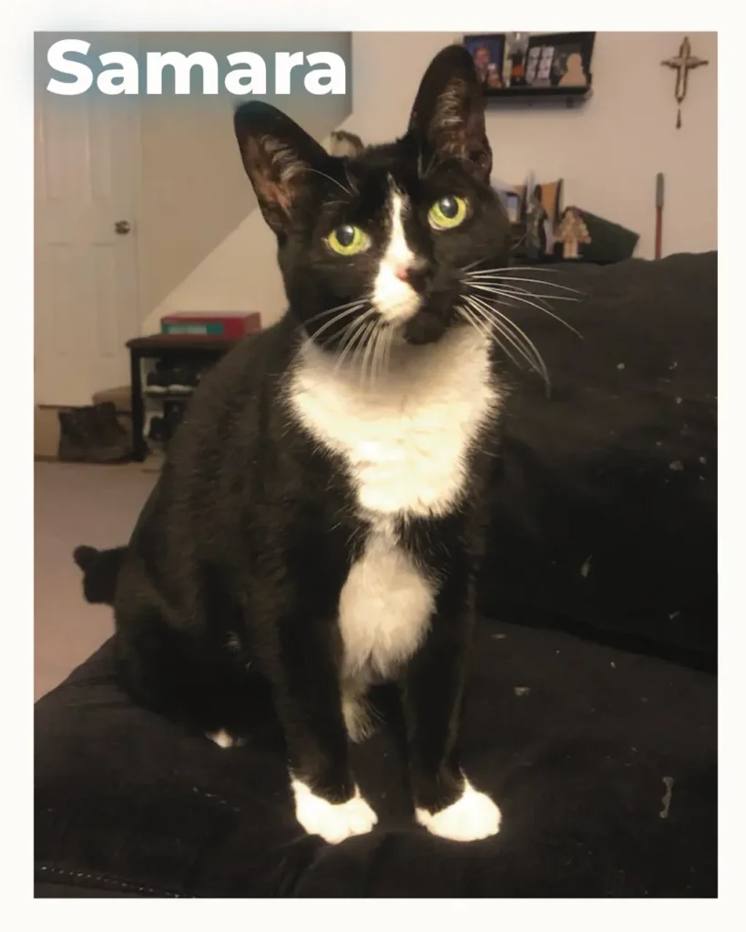 Black and white female cat looking at the camera