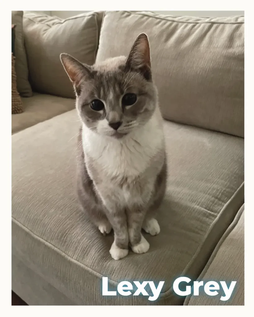 Gray and white female cat that crossed the Rainbow Bridge at home