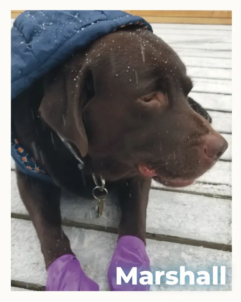 A sweet Chocolate Lab was received at home pet euthanasia