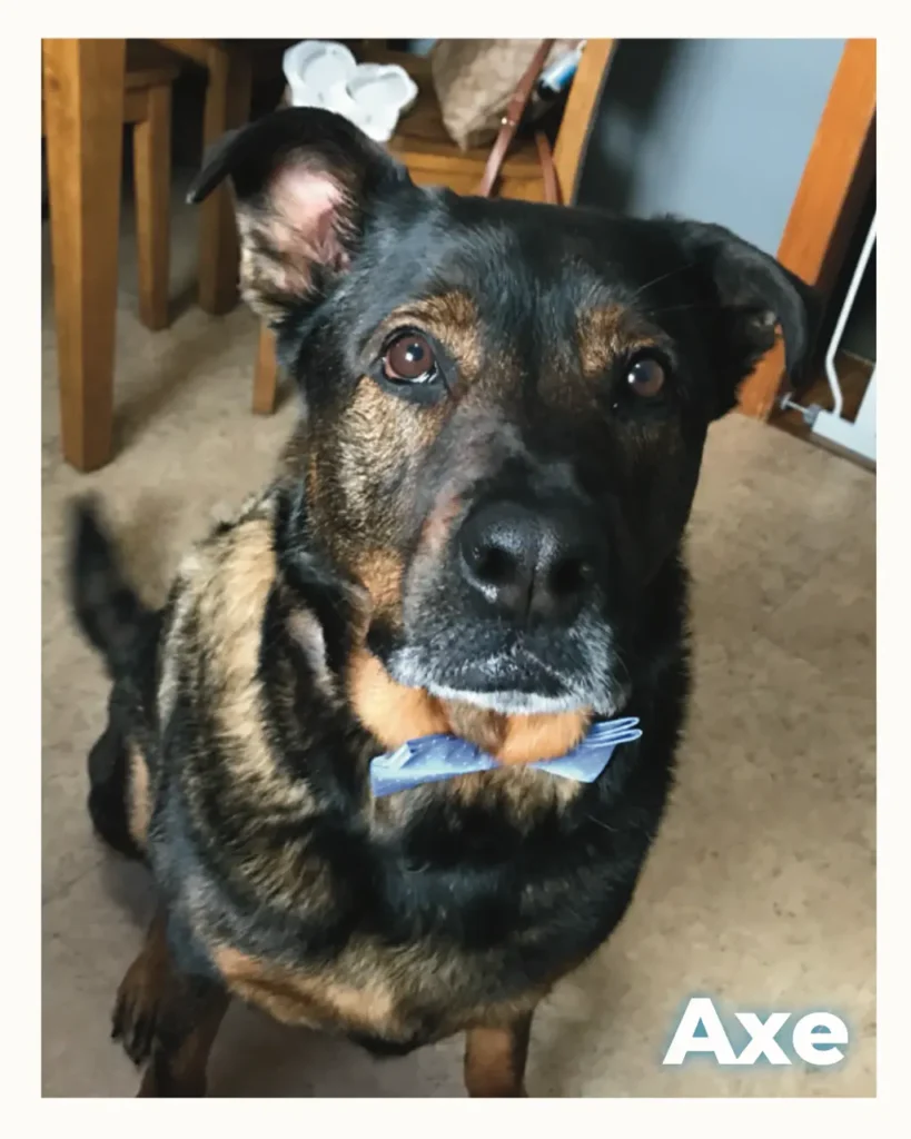 A handsome large breed dog at home who received in home pet euthanasia