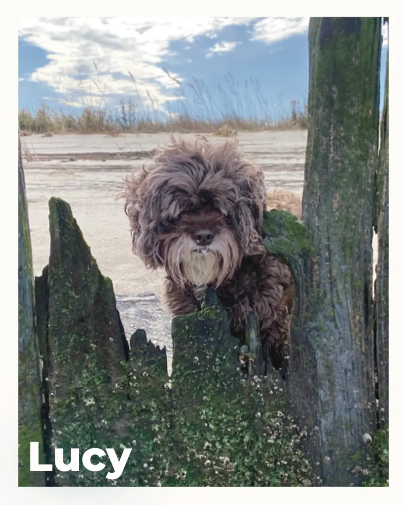 A beautiful female dog who received pet euthanasia at home