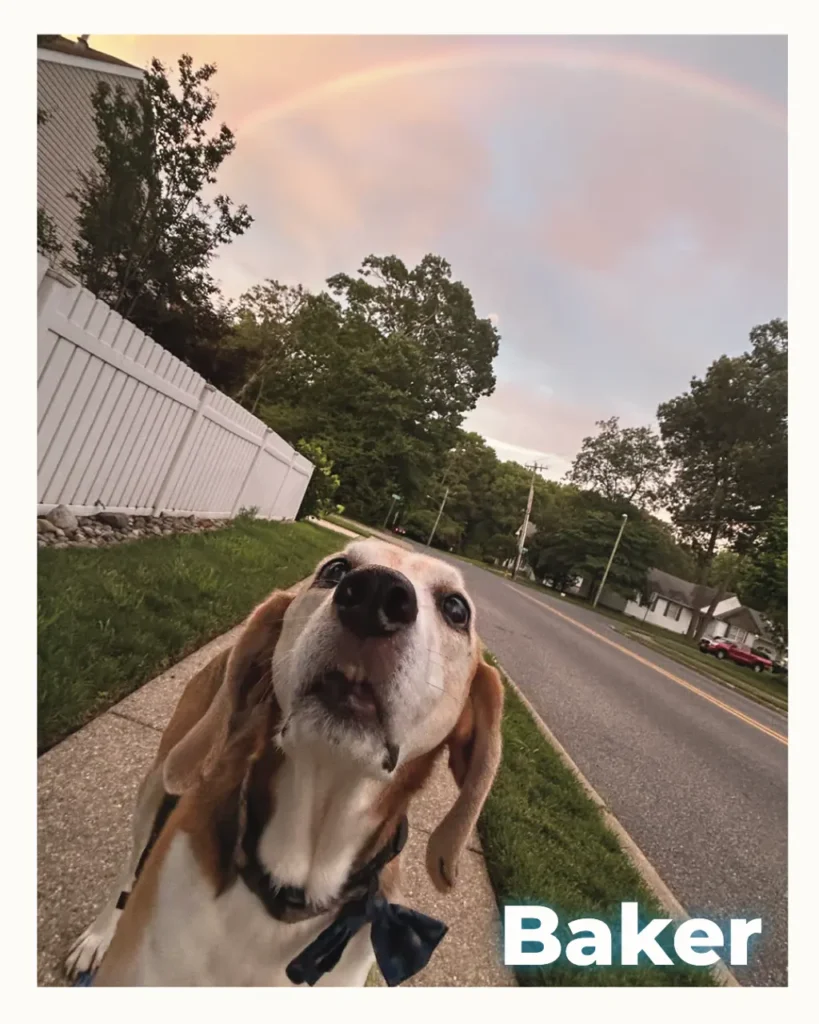 A handsome Foxhound who was euthanized at home