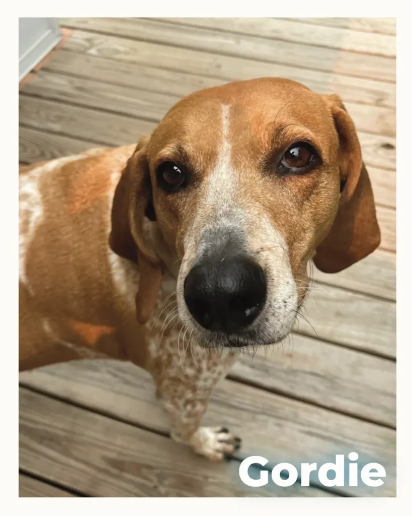 A male dog who received in home pet euthanasia by HolisticalVets