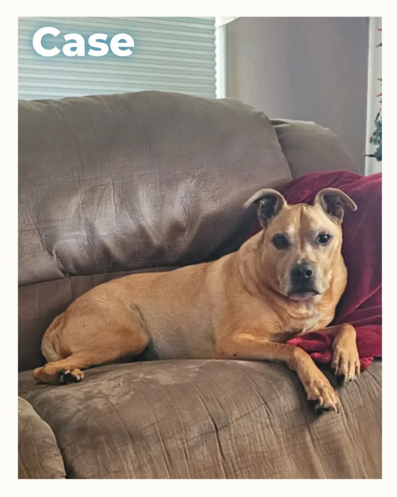 A sweet male dog who received in home pet euthanasia