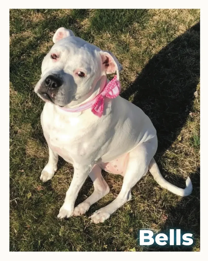 A white dog who was euthanized at home surrounded by loved ones