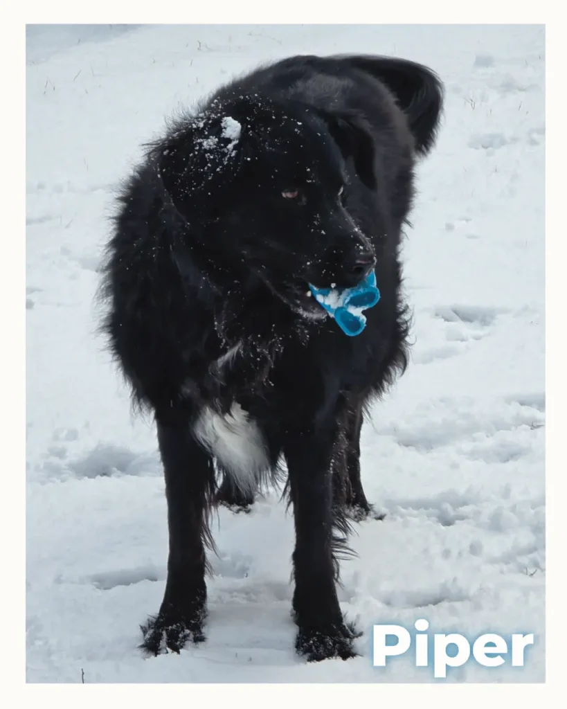 Beautiful black dog who received in-home euthanasia services